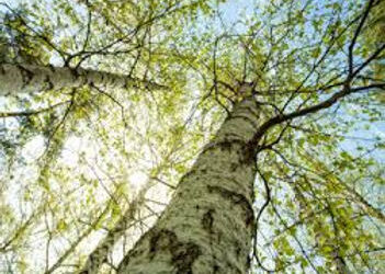 La sève de bouleau, ma cure pour bien commencer le printemps !